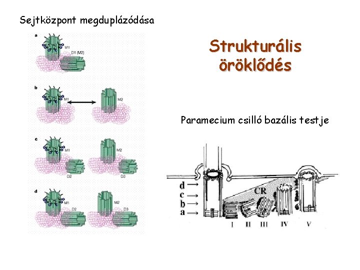 Sejtközpont megduplázódása Strukturális öröklődés Paramecium csilló bazális testje 