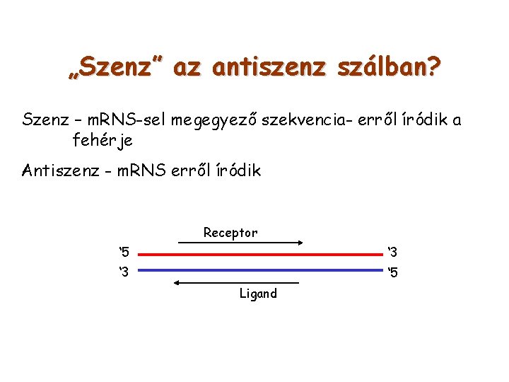 „Szenz” az antiszenz szálban? Szenz – m. RNS-sel megegyező szekvencia- erről íródik a fehérje