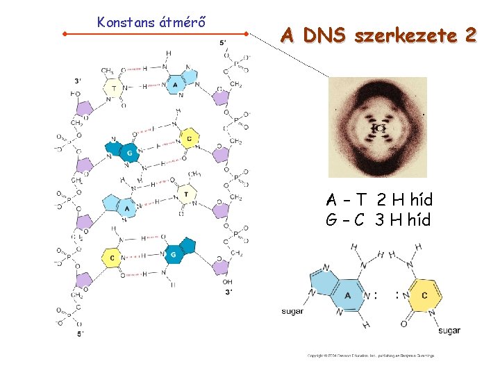 Konstans átmérő A DNS szerkezete 2 A – T 2 H híd G –