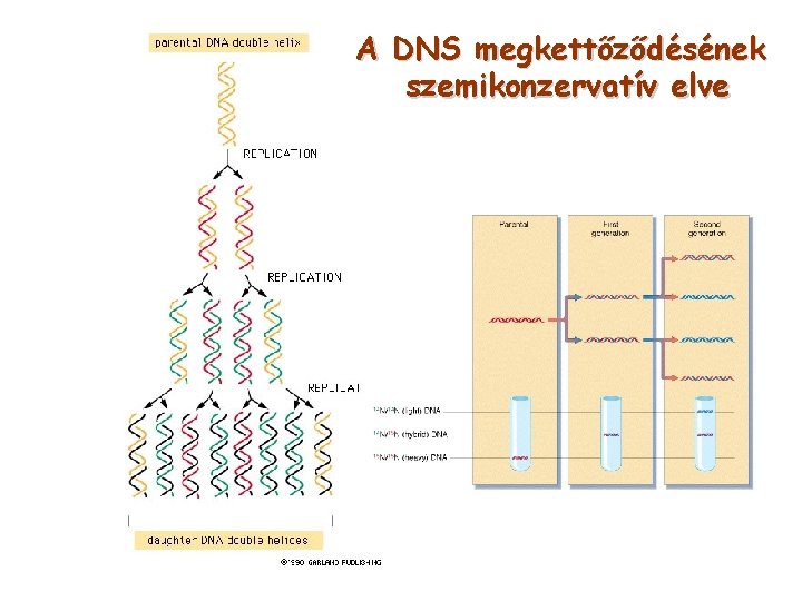 A DNS megkettőződésének szemikonzervatív elve 