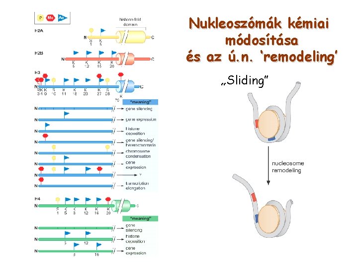 Nukleoszómák kémiai módosítása és az ú. n. ‘remodeling’ „Sliding” 