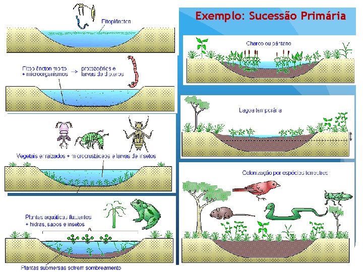 Exemplo: Sucessão Primária 