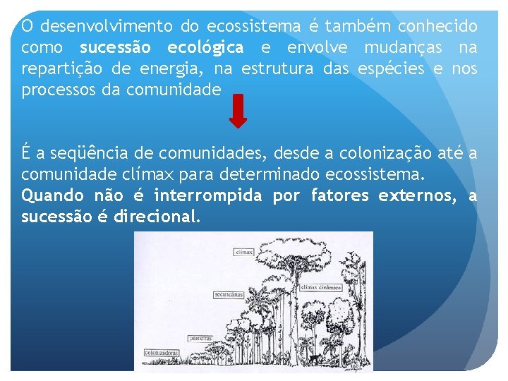 O desenvolvimento do ecossistema é também conhecido como sucessão ecológica e envolve mudanças na