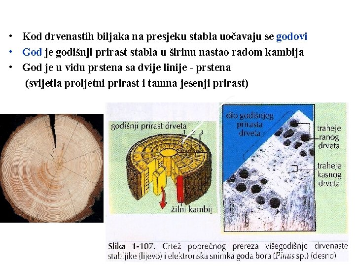  • Kod drvenastih biljaka na presjeku stabla uočavaju se godovi • God je