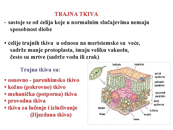  • TRAJNA TKIVA sastoje se od ćelija koje u normalnim slučajevima nemaju sposobnost