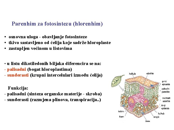 Parenhim za fotosintezu (hlorenhim) • osnovna uloga - obavljanje fotosinteze • tkivo sastavljeno od