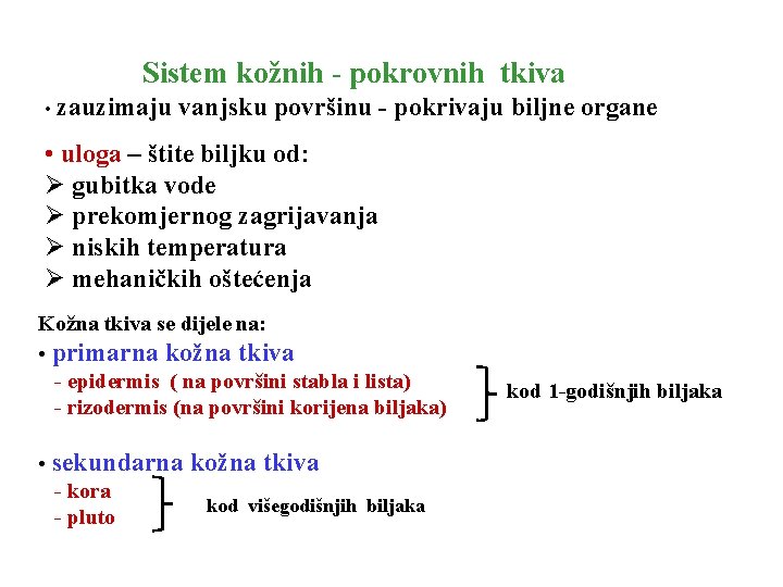 Sistem kožnih - pokrovnih tkiva • zauzimaju vanjsku površinu - pokrivaju biljne organe •