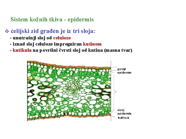 Sistem kožnih tkiva - epidermis v ćelijski zid građen je iz tri sloja: -