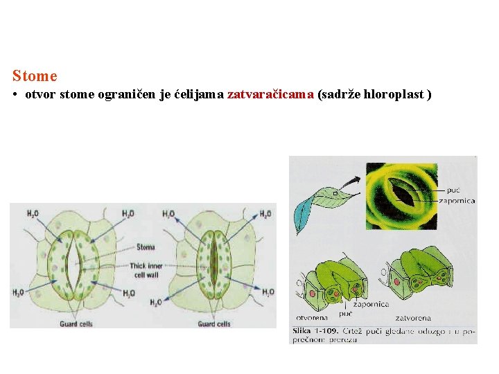 Stome • otvor stome ograničen je ćelijama zatvaračicama (sadrže hloroplast ) 