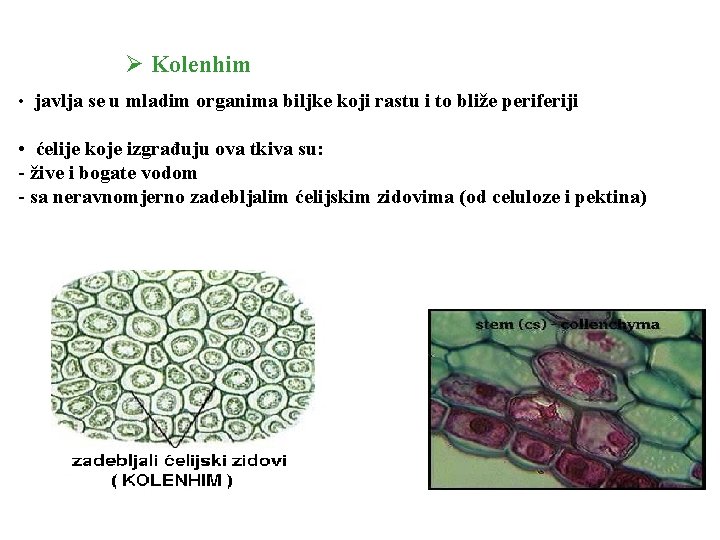 Ø Kolenhim • javlja se u mladim organima biljke koji rastu i to bliže