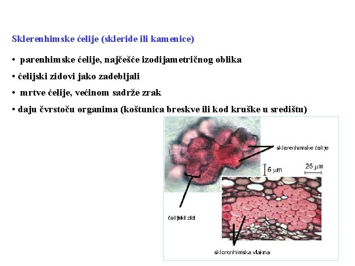 Sklerenhimske ćelije (skleride ili kamenice) • parenhimske ćelije, najčešće izodijametričnog oblika • ćelijski zidovi