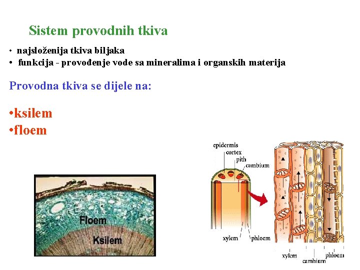 Sistem provodnih tkiva • najsloženija tkiva biljaka • funkcija - provođenje vode sa mineralima