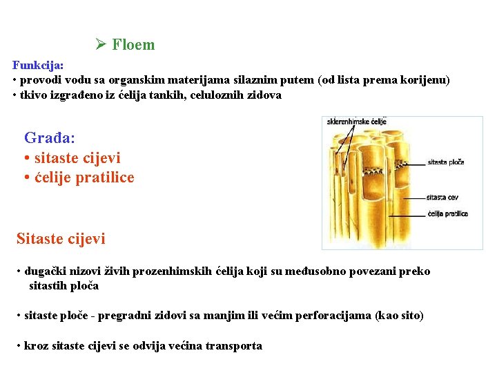 Ø Floem Funkcija: • provodi vodu sa organskim materijama silaznim putem (od lista prema