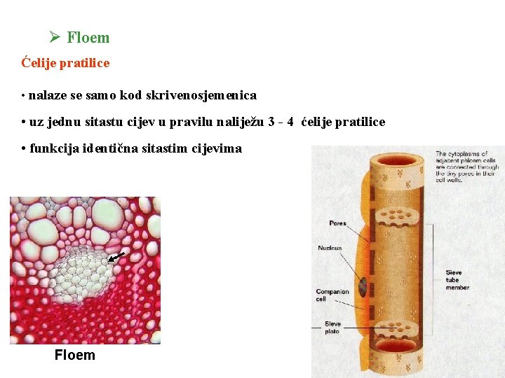 Ø Floem Ćelije pratilice • nalaze se samo kod skrivenosjemenica • uz jednu sitastu