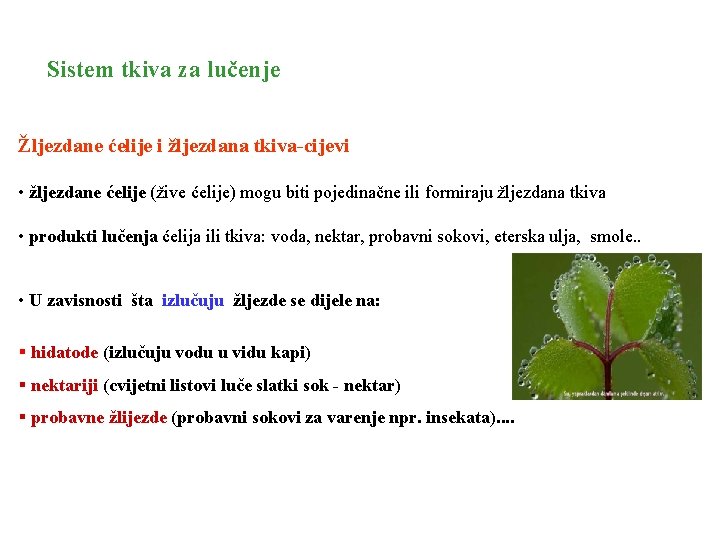 Sistem tkiva za lučenje Žljezdane ćelije i žljezdana tkiva-cijevi • žljezdane ćelije (žive ćelije)