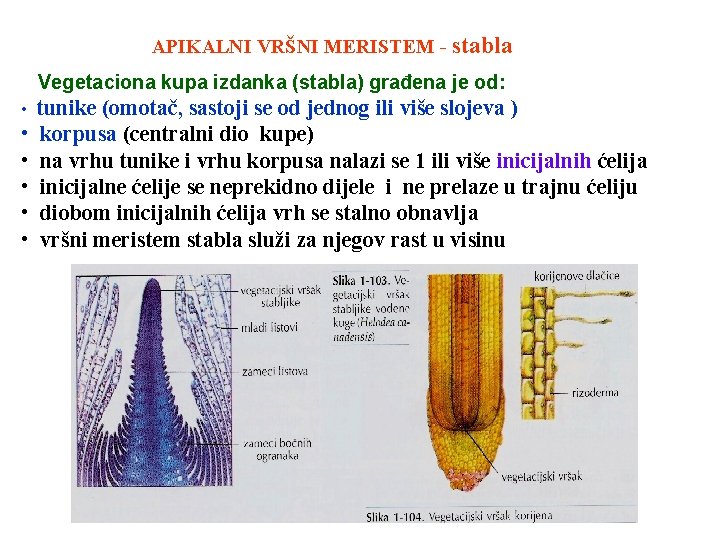 APIKALNI VRŠNI MERISTEM - stabla Vegetaciona kupa izdanka (stabla) građena je od: • tunike