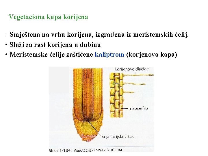 Vegetaciona kupa korijena Smještena na vrhu korijena, izgrađena iz meristemskih ćelij. • Služi za