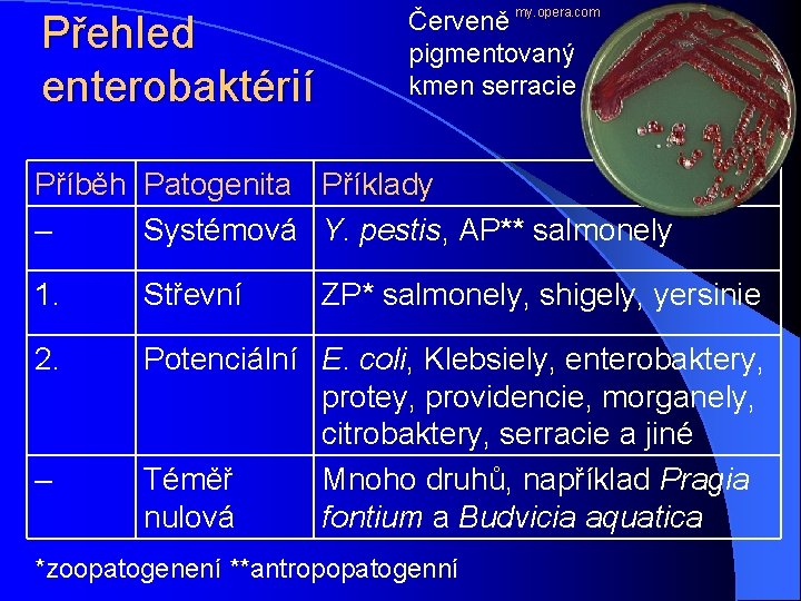 Přehled enterobaktérií Červeně my. opera. com pigmentovaný kmen serracie Příběh Patogenita Příklady – Systémová