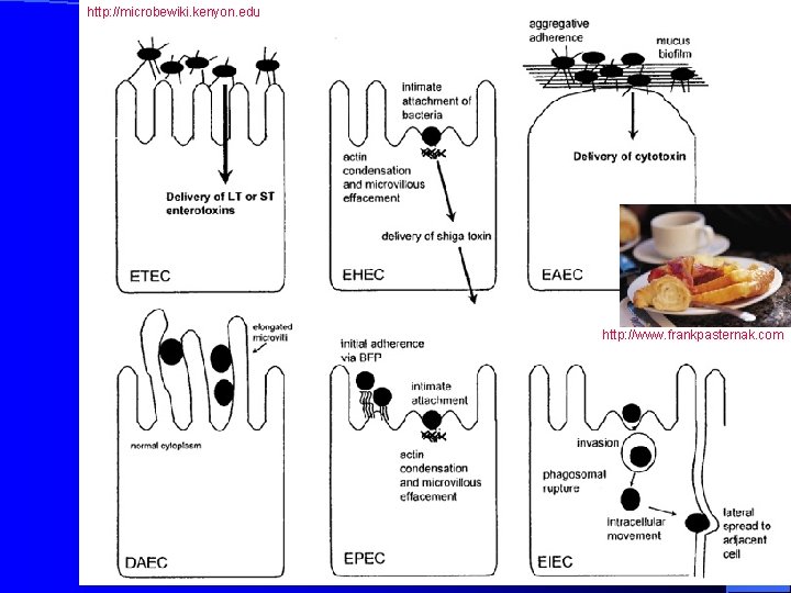 http: //microbewiki. kenyon. edu http: //www. frankpasternak. com 