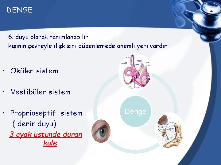 DENGE 6. duyu olarak tanımlanabilir kişinin çevreyle ilişkisini düzenlemede önemli yeri vardır • Oküler