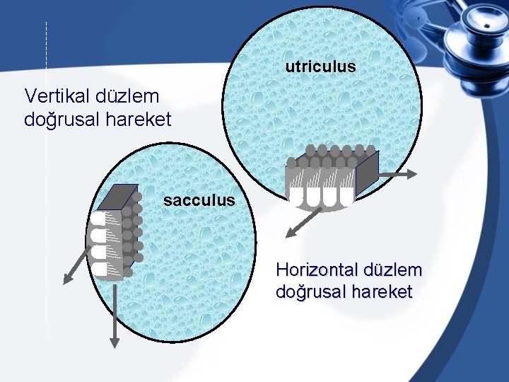 utriculus Vertikal düzlem doğrusal hareket sacculus Horizontal düzlem doğrusal hareket 