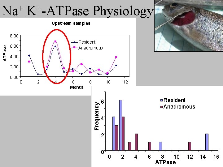 + Na + K -ATPase Physiology Upstream samples Resident Anadromous 6. 00 4. 00