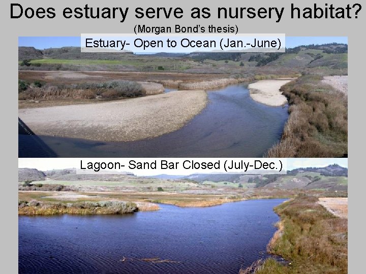 Does estuary serve as nursery habitat? (Morgan Bond’s thesis) Estuary- Open to Ocean (Jan.