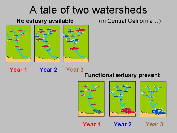 A tale of two watersheds No estuary available Year 1 Year 2 (in Central