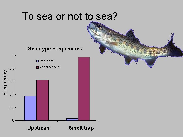 Influence of genotype on To seamigration or not to behavior sea? Genotype Frequencies 1