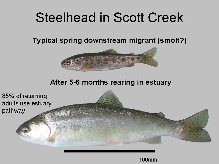 Steelhead in Scott Creek Typical spring downstream migrant (smolt? ) After 5 -6 months