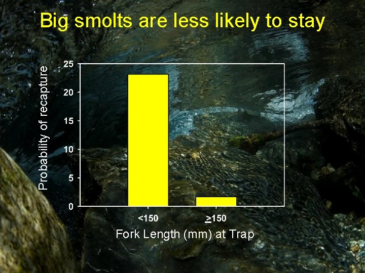 Probability of recapture Big smolts are less likely to stay < Fork Length (mm)