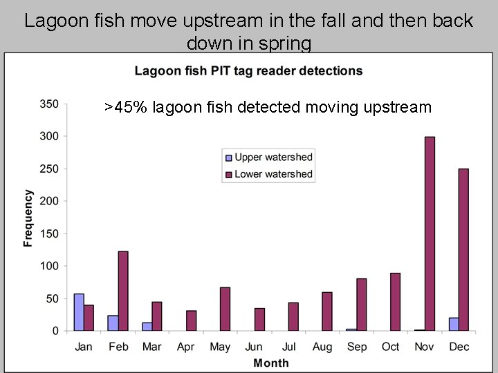 Lagoon fish move upstream in the fall and then back down in spring >45%