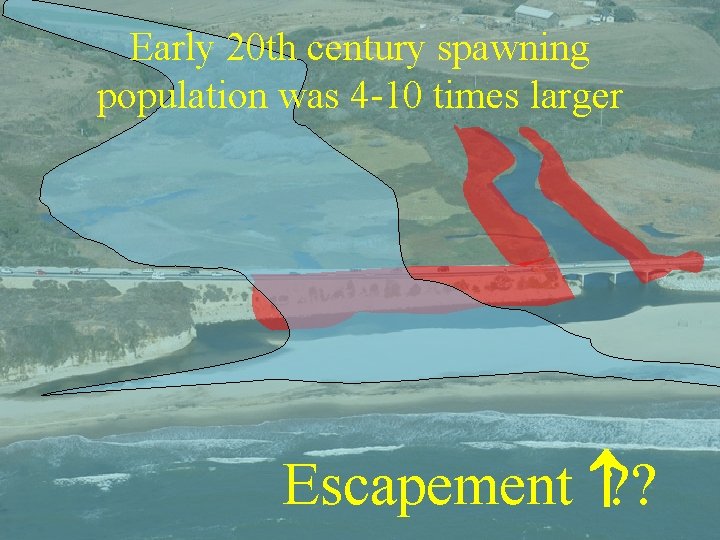 Early 20 th century spawning population was 4 -10 times larger Escapement ? ?