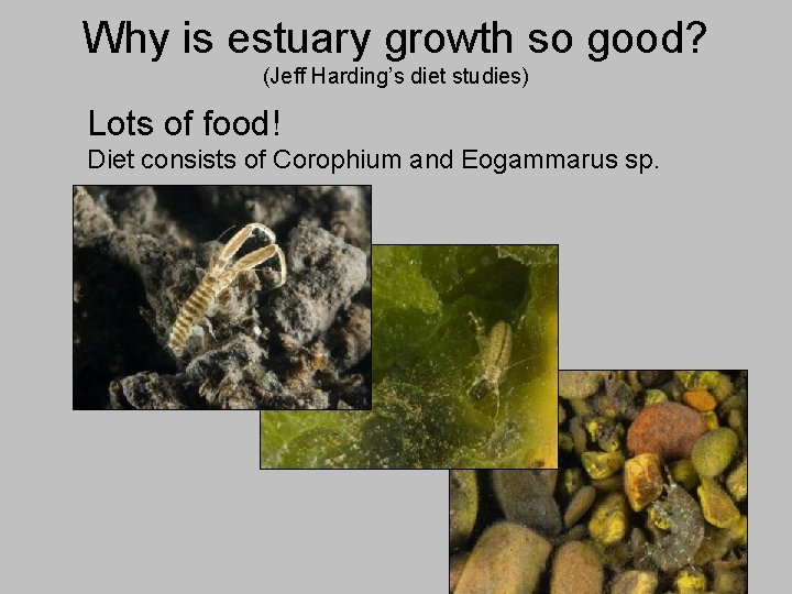 Why is estuary growth so good? (Jeff Harding’s diet studies) Lots of food! Diet