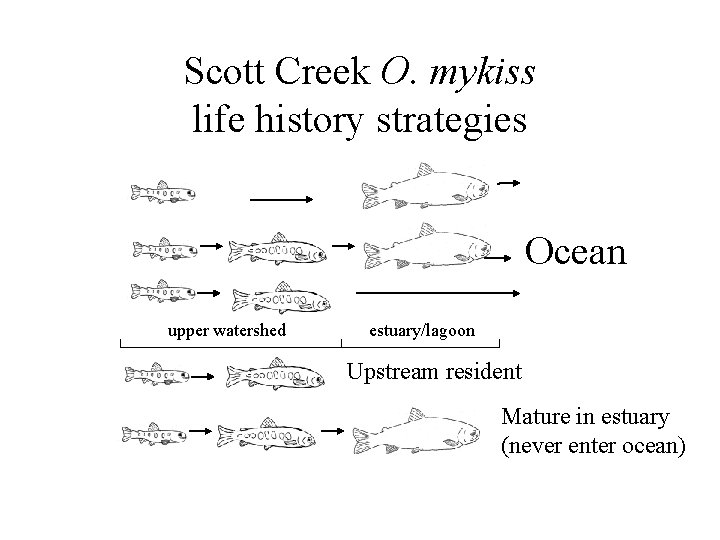 Scott Creek O. mykiss life history strategies Ocean upper watershed estuary/lagoon Upstream resident Mature