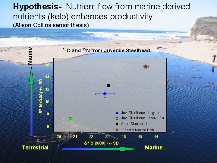 Hypothesis- Nutrient flow from marine derived nutrients (kelp) enhances productivity (Alison Collins senior thesis)