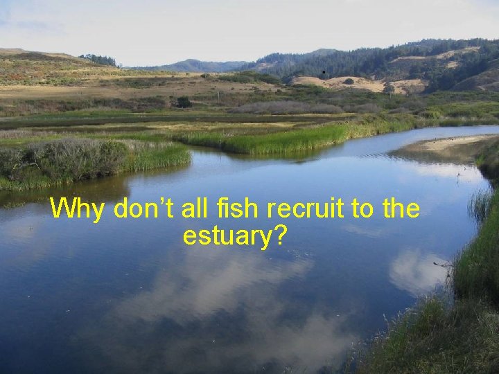 Why don’t all fish recruit to the estuary? 