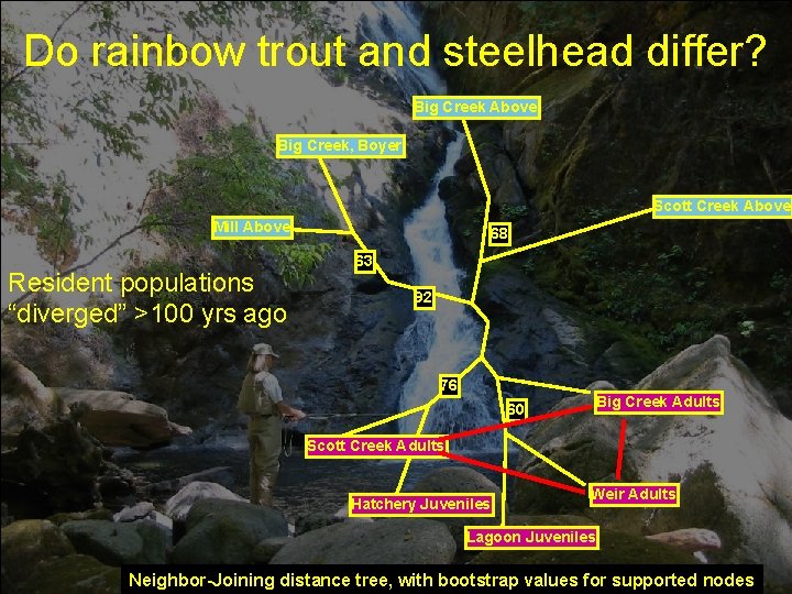 Do rainbow trout and steelhead differ? Big Creek Above Big Creek, Boyer Scott Creek