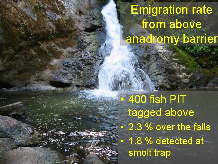 Emigration rate from above anadromy barrier • 400 fish PIT tagged above • 2.