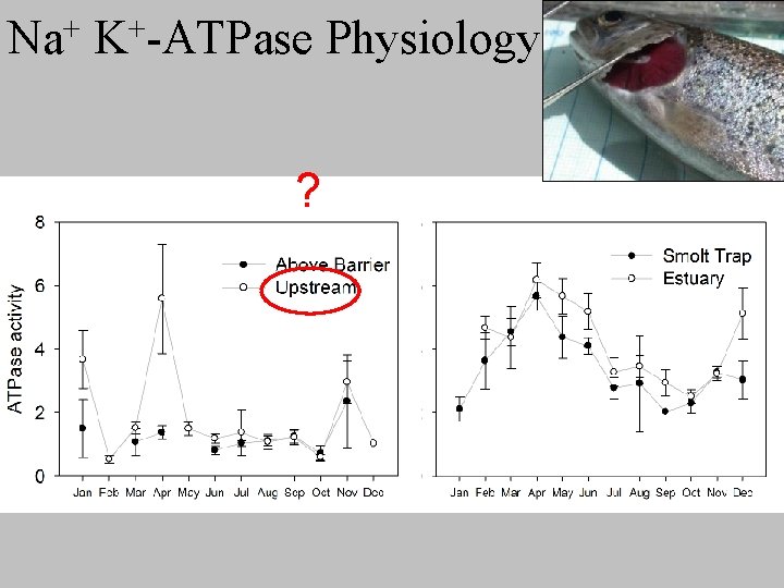 + Na + K -ATPase ? Physiology 