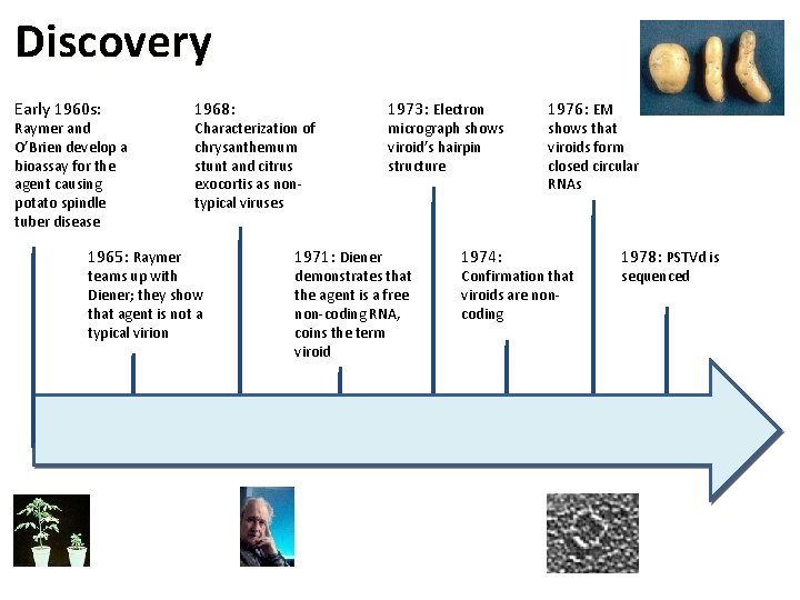 Discovery Early 1960 s: Raymer and O’Brien develop a bioassay for the agent causing