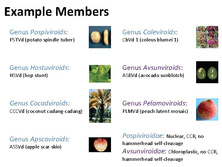 Example Members Genus Pospiviroids: Genus Coleviroids: Genus Hostuviroids: Genus Avsunviroids: Genus Cocadviroids: Genus Pelamoviroids: