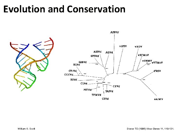 Evolution and Conservation William G. Scott Diener TO (1996) Virus Genes 11, 119 -131.