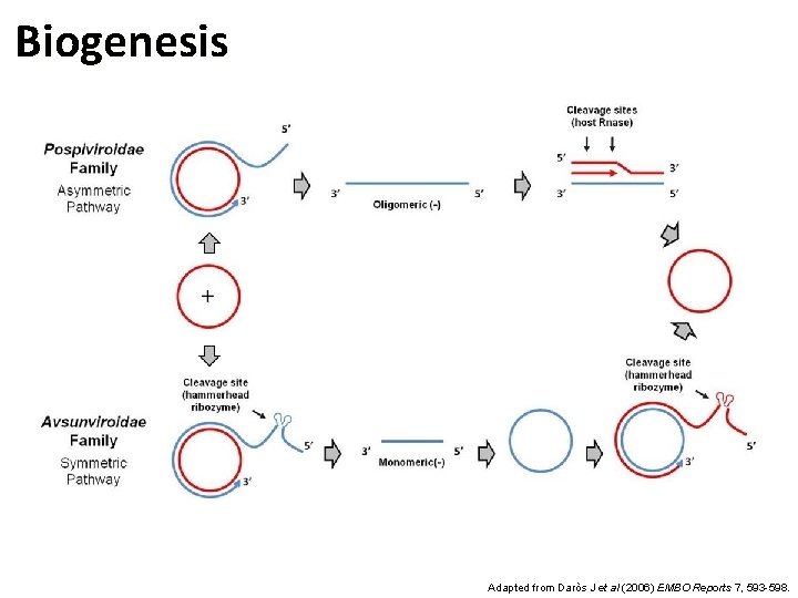 Biogenesis Adapted from Daròs J et al (2006) EMBO Reports 7, 593 -598. 