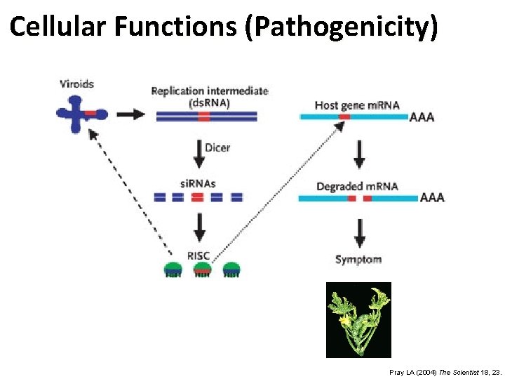 Cellular Functions (Pathogenicity) Pray LA (2004) The Scientist 18, 23. 