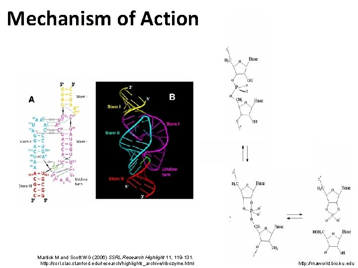 Mechanism of Action Martick M and Scott WG (2006) SSRL Research Highlight 11, 119