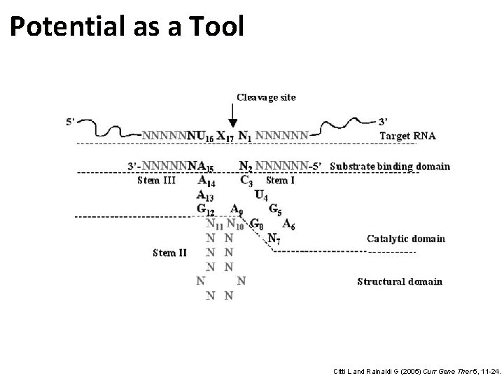 Potential as a Tool Citti L and Rainaldi G (2005) Curr Gene Ther 5,