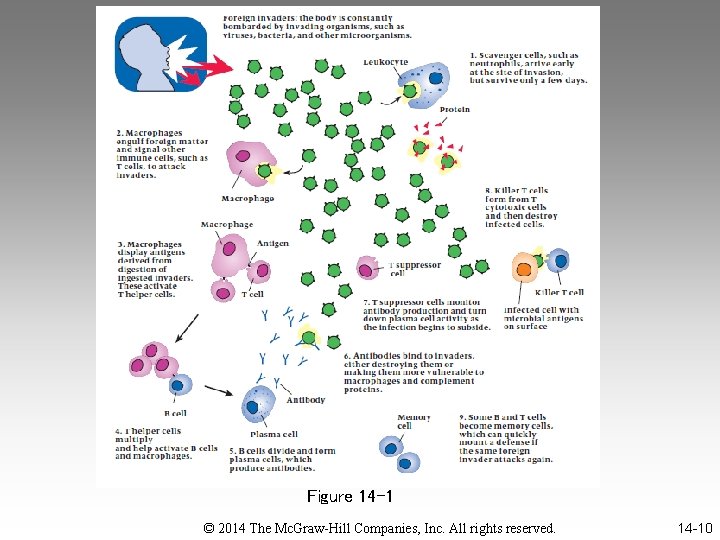 Figure 14 -1 © 2014 The Mc. Graw-Hill Companies, Inc. All rights reserved. 14
