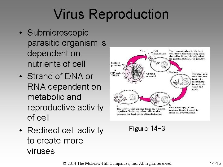 Virus Reproduction • Submicroscopic parasitic organism is dependent on nutrients of cell • Strand