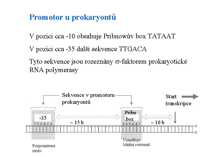 Promotor u prokaryontů V pozici cca -10 obsahuje Pribnowův box TATAAT V pozici cca